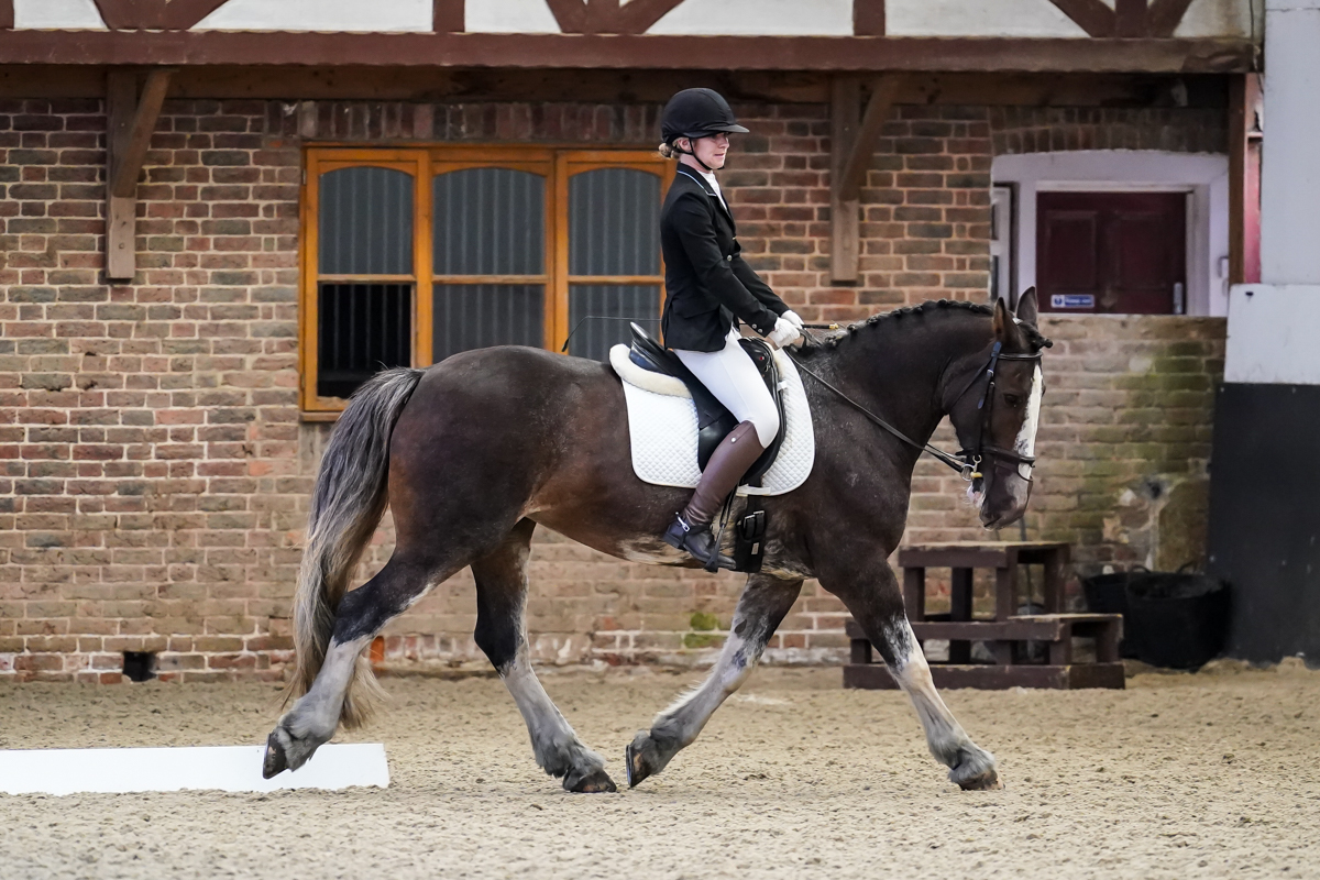 Dressage Image 2